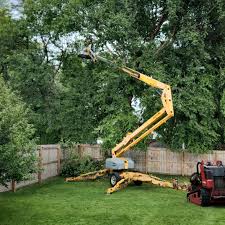 Professional Tree Services in Nogales, AZ