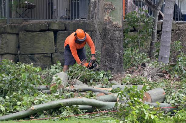 How Our Tree Care Process Works  in  Nogales, AZ